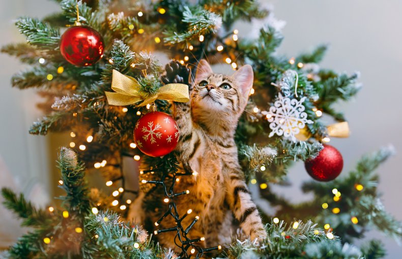 A cat sitting in a Christmas tree.