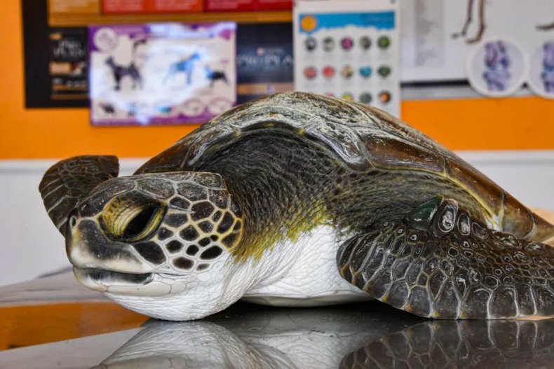 Green turtle