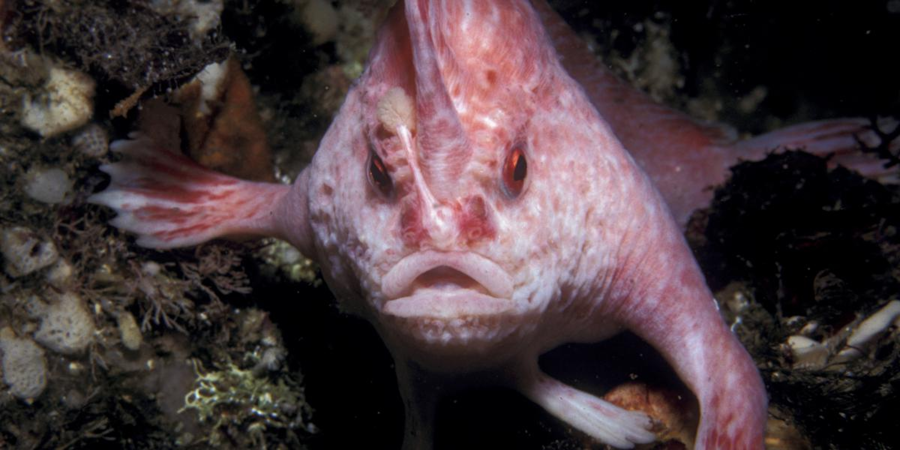 Глупое существо. Розовая рыба лопата. Необычные морские животные. Самое страшное существо.