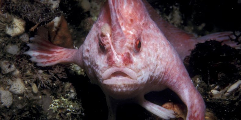 pink handfish