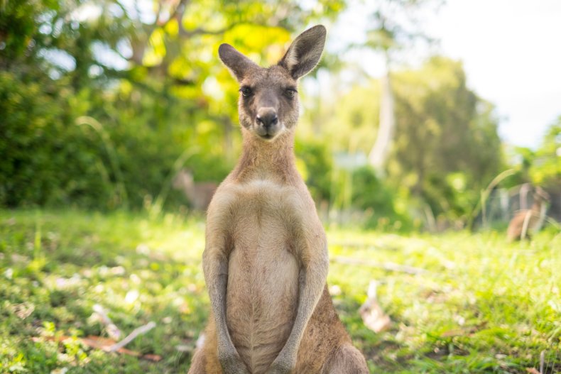 An adult kangaroo.