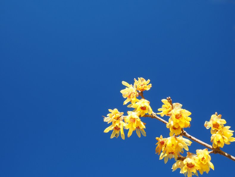 Chimonanthus praecox