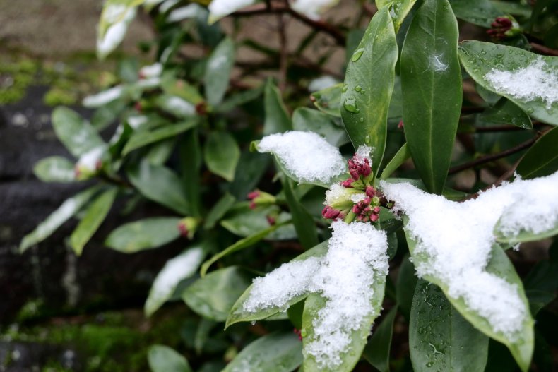 Winter Daphne