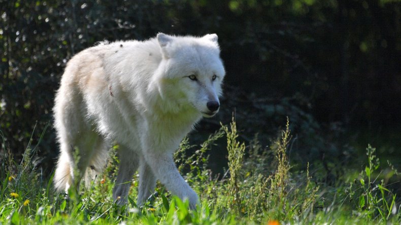 Wolf Pack Escapes Zoo Enclosure