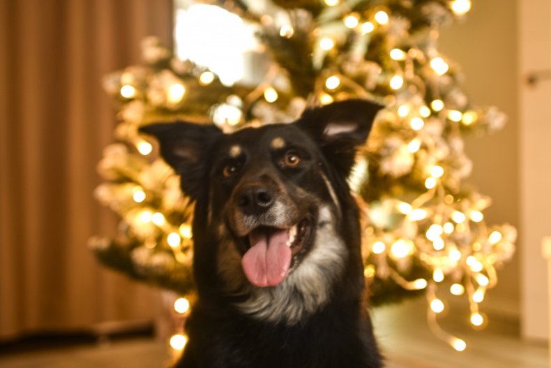 قهرمان سگ، آتش کریسمس خانواده را نجات می دهد
