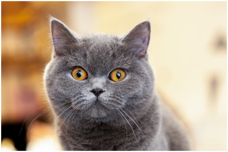 Stock image of British shorthair cat