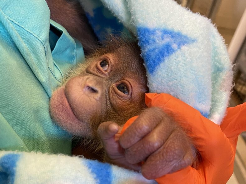 Sumatran Orangutan