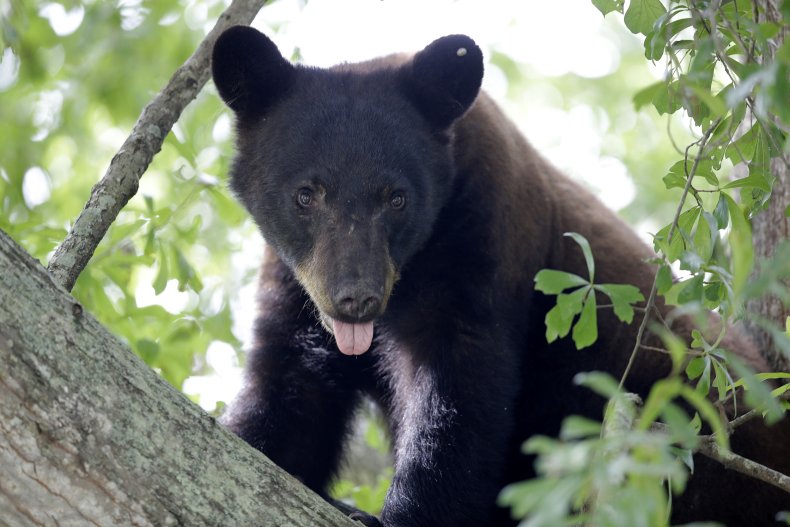 خرس سیاه در حال تماشا