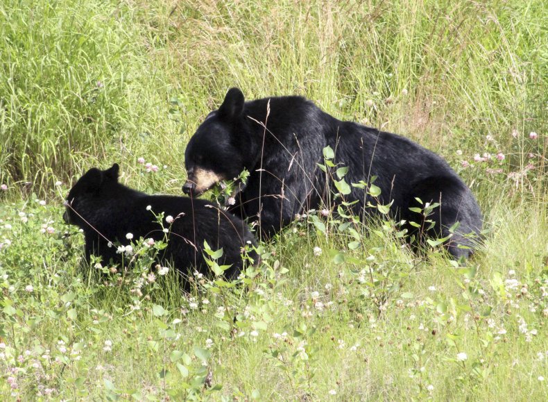 خرس سیاه و توله ها