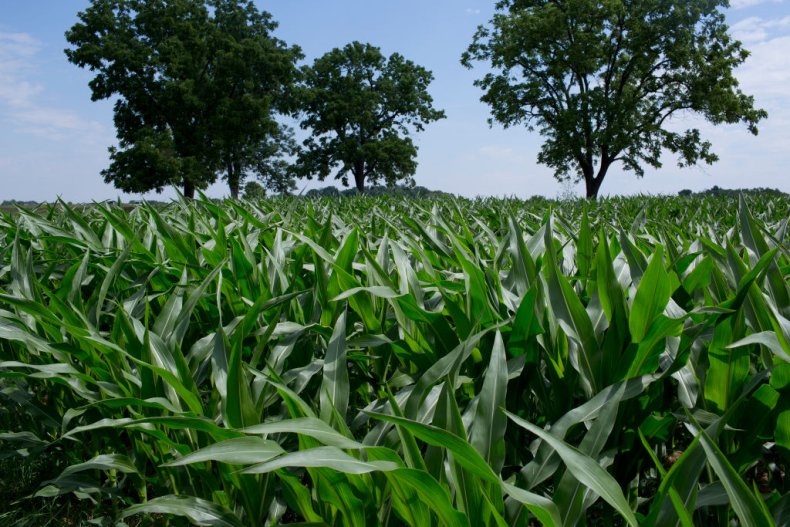 A cornfield is seen