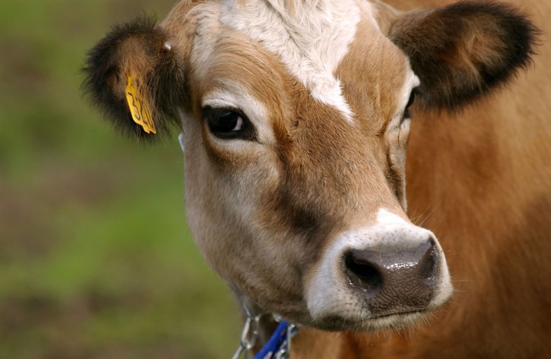 Escaped 9-Month-Old Slaughterhouse Cow Given New Home at Animal Sanctuary Escaped 9-Month-Old Slaughterhouse Cow Given New Home at Animal Sanctuary