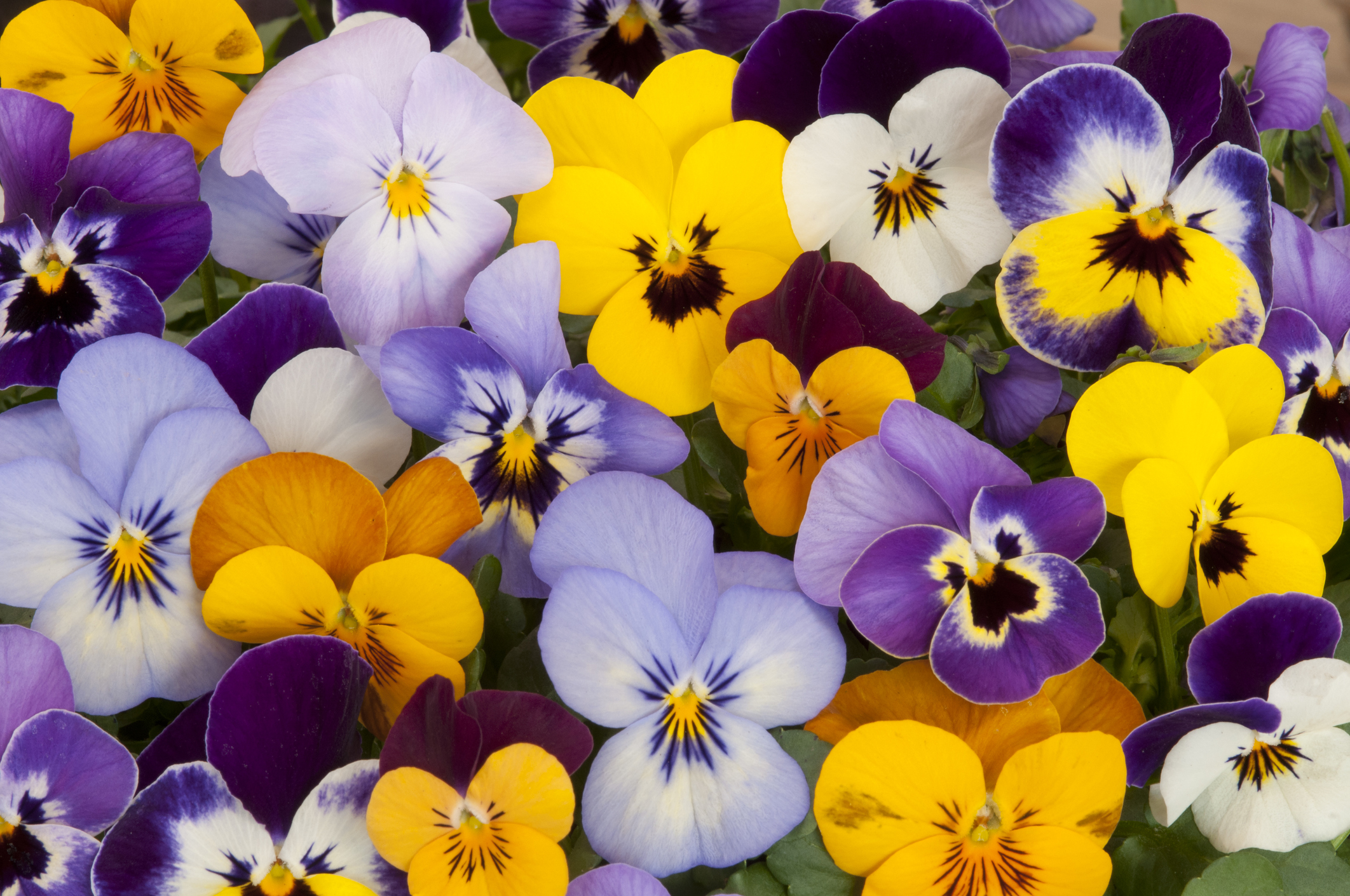 Growing Pansy Flowers Care Tips How To Plant And Best Seeds