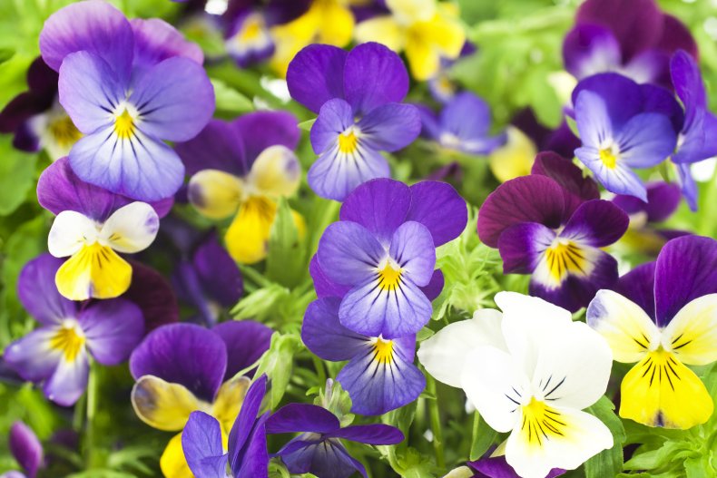 Multicolored pansy flowers