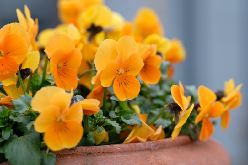 orange pansies blooming