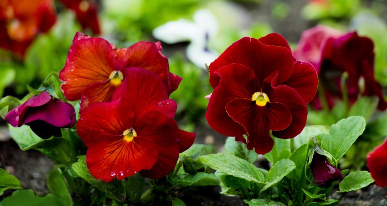 red viola flowers close up