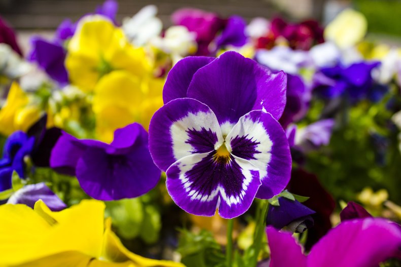 Purple violet pansy flower