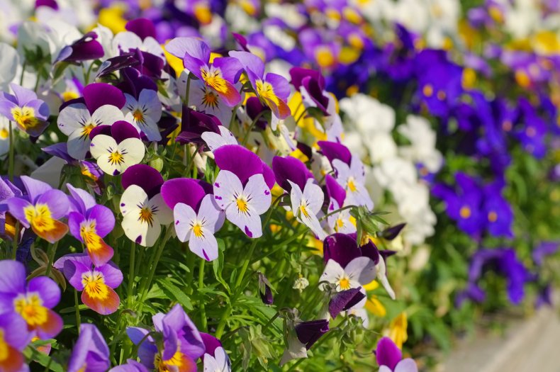 pansies