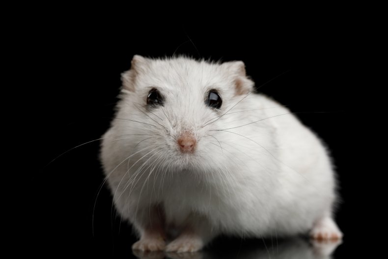 A white hamster