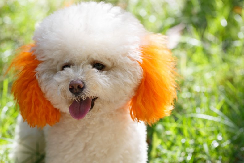 Dog with dyed ears