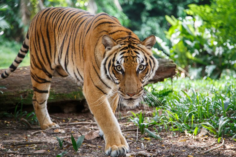 Malayan Tiger 