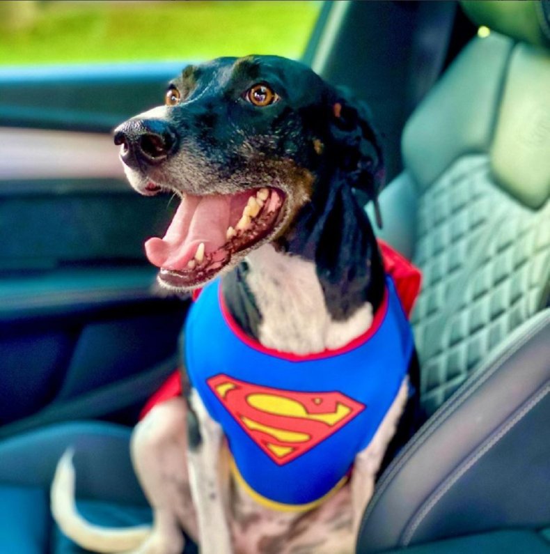 Lexi the incredible jumping dog.