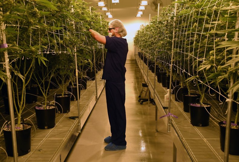 Marijuana Cultivation Center In Nevada Ramps Up 