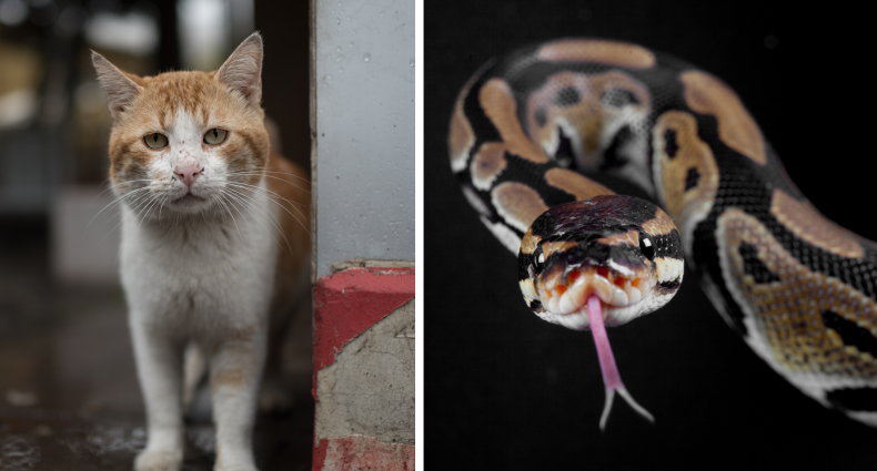 Cat and snake
