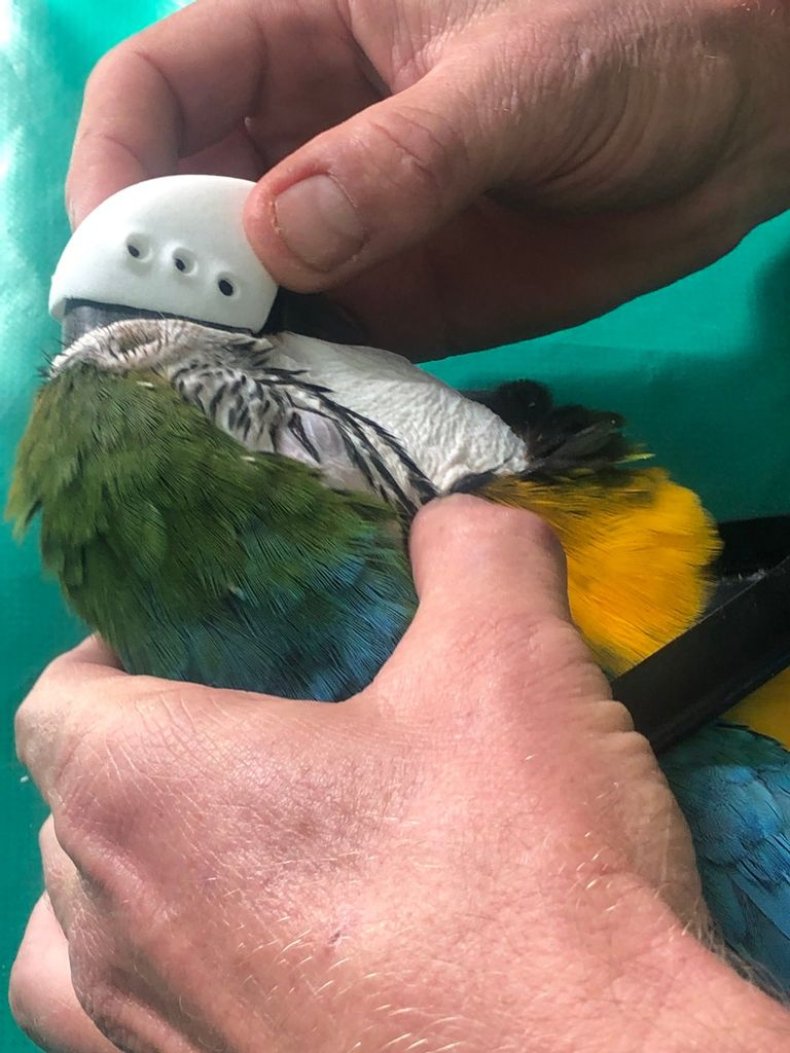 Fitted beak