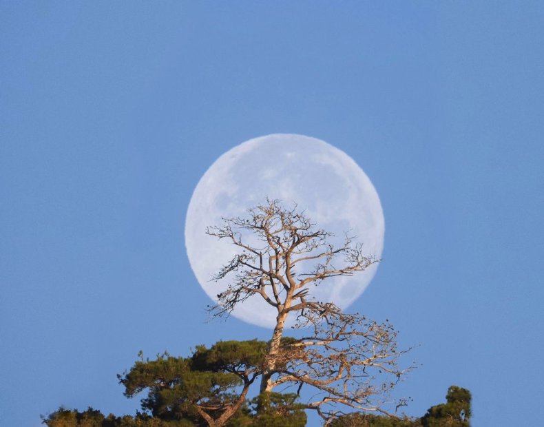 Moon behind tree