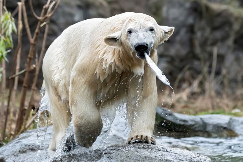 خرس قطبی باغ وحش وین