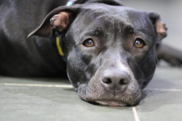 Last Surviving Dog From Michael Vick S Fighting Ring Has Died Spent Rest Of Life In Comfort Last Surviving Dog From Michael Vick S Fighting Ring Has Died Spent Rest Of Life In Comfort