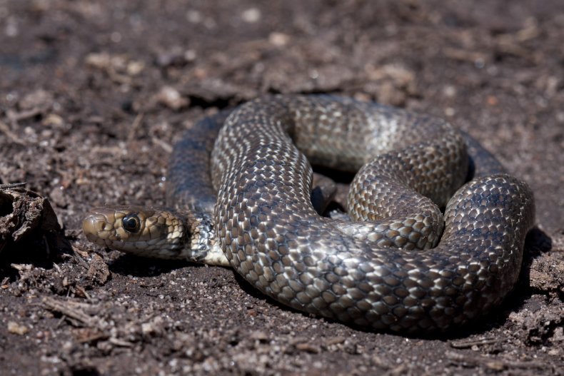 Eastern brown snake
