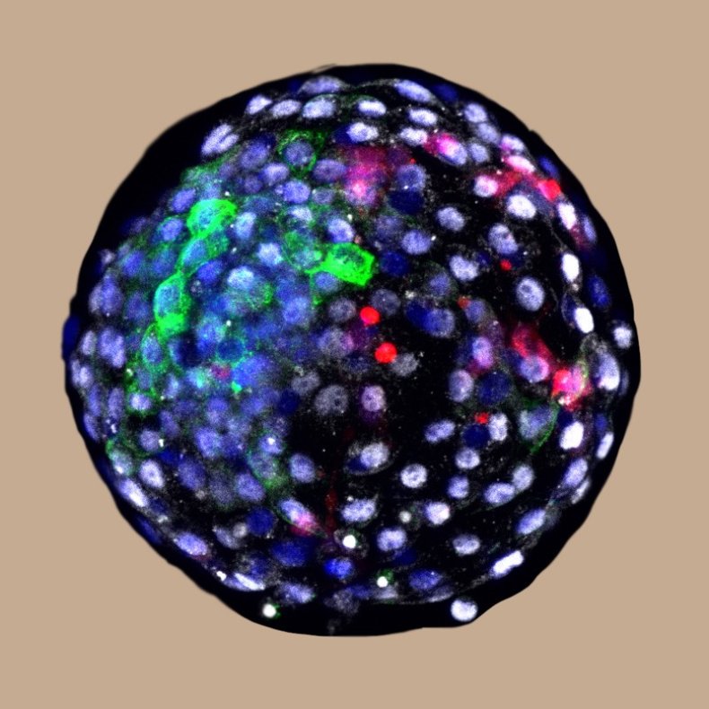 Monkey–human chimaera cell