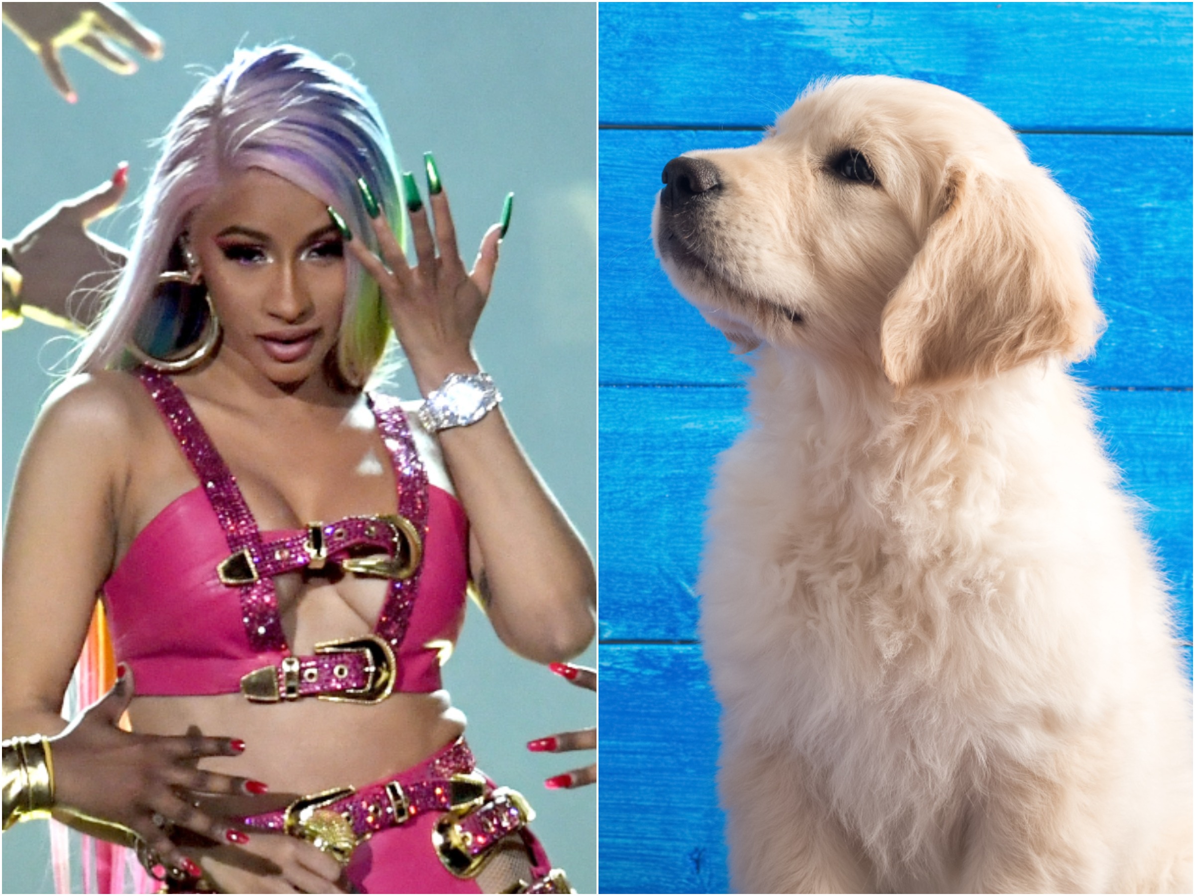 Golden Retriever Puppy Mesmerized by Cardi B in Hilarious Viral Video