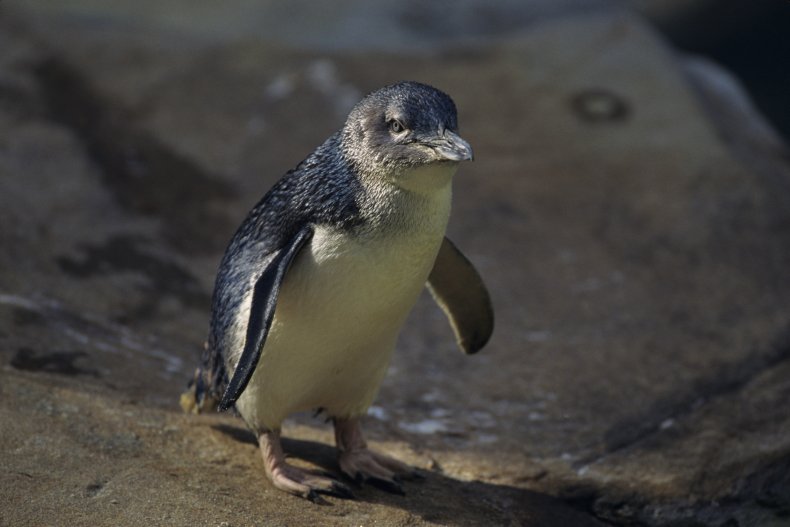 A little penguin in Australia