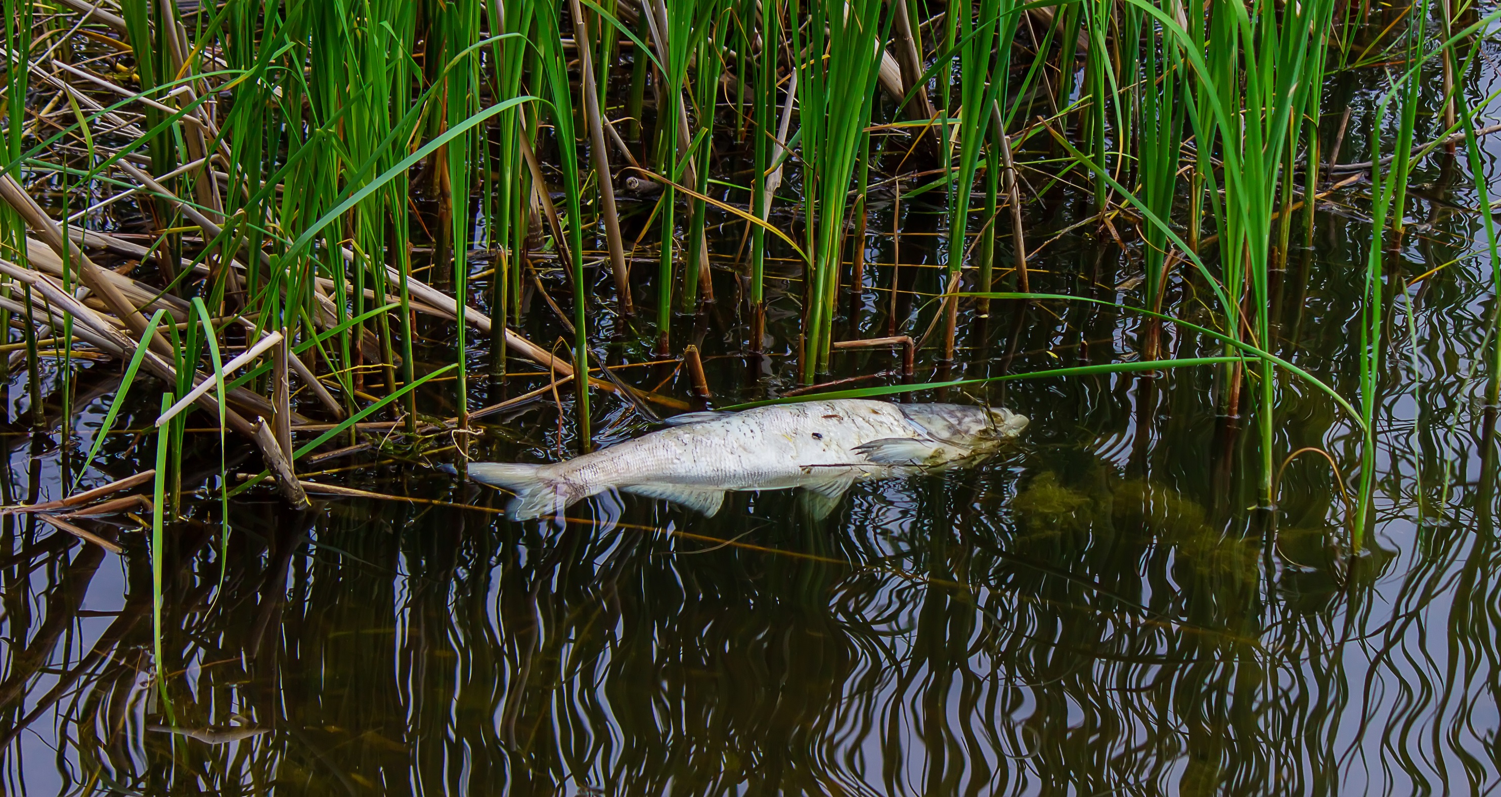  Raining Fish Explained Storm Brings In Fish Falling From Sky In Rare 