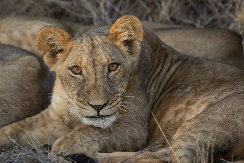 Lion cub in Kenya