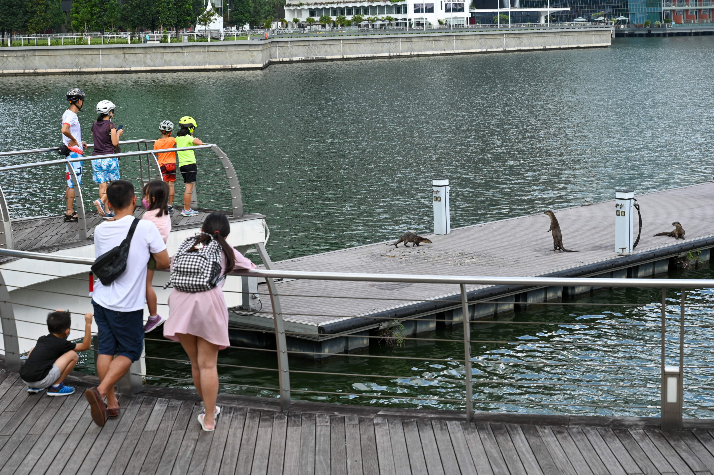 Internet Split After Video Showed Passerby Saving Lone Otter From Pack of Stray Dogs