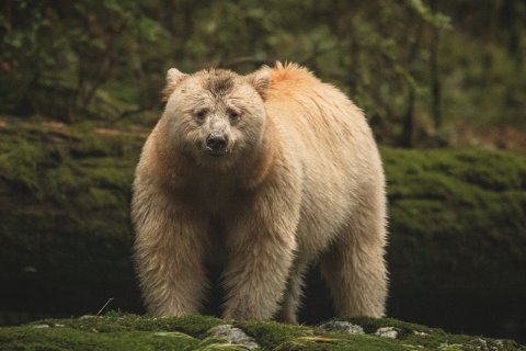 CUL_Map_Where to Go 2022_Great Bear Rainforest 2
