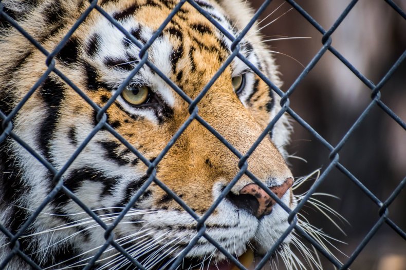 Jeff Lowe Tiger King banned wild animals