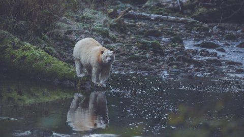 CUL_Map_Where to Go 2022_Great Bear Rainforest 3