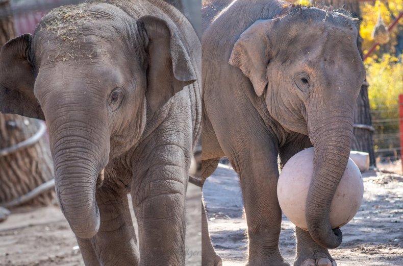 Thorn and Jazmine elephants