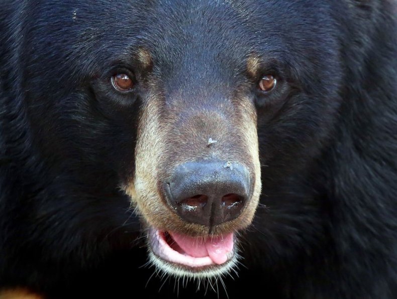 Black Bear close up 