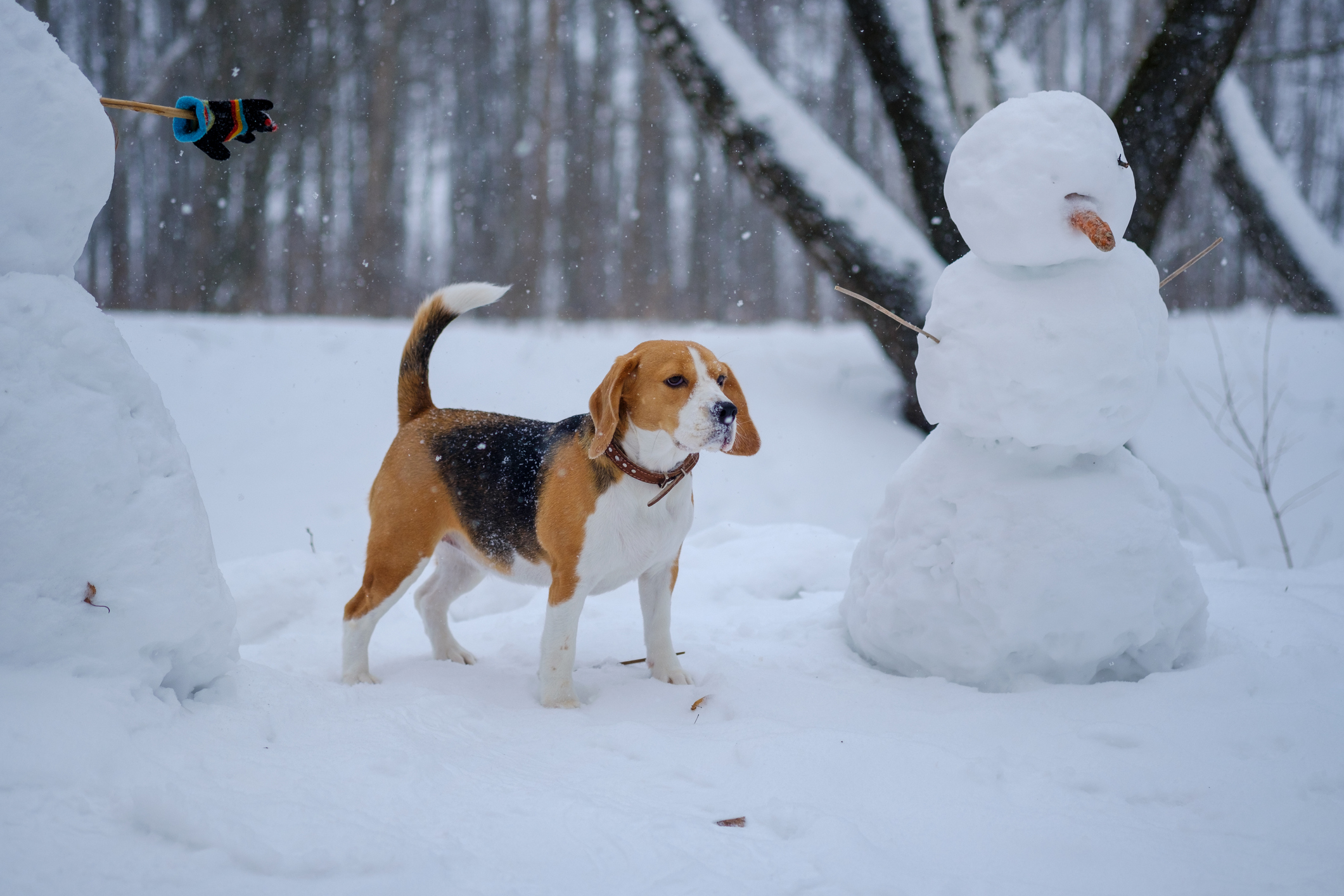 Planet store dog snowball