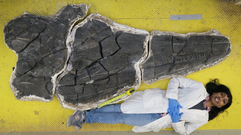 Ichthyosaur