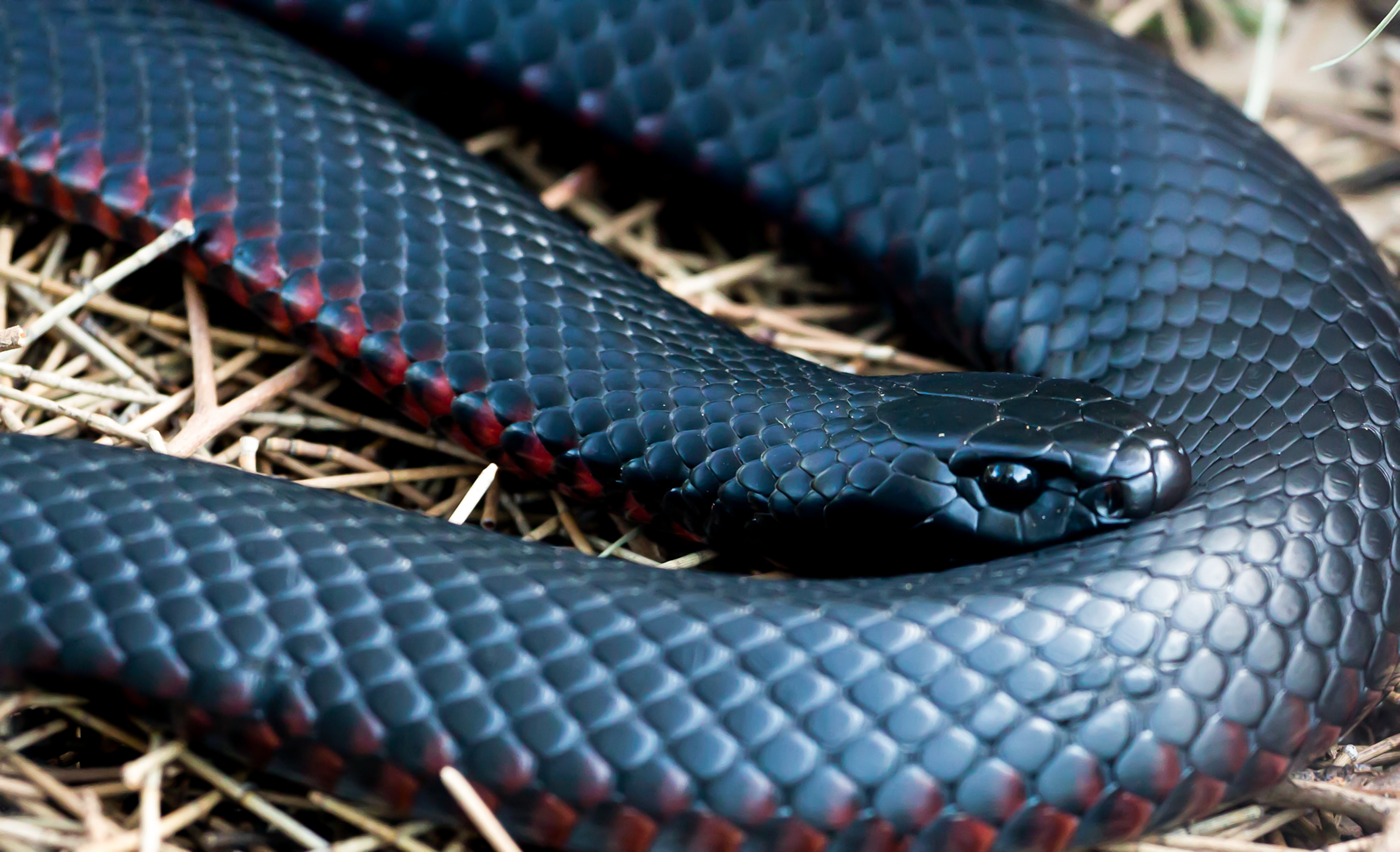 Watch Large, Venomous Red-bellied Snake With Up To 40 Live Babies