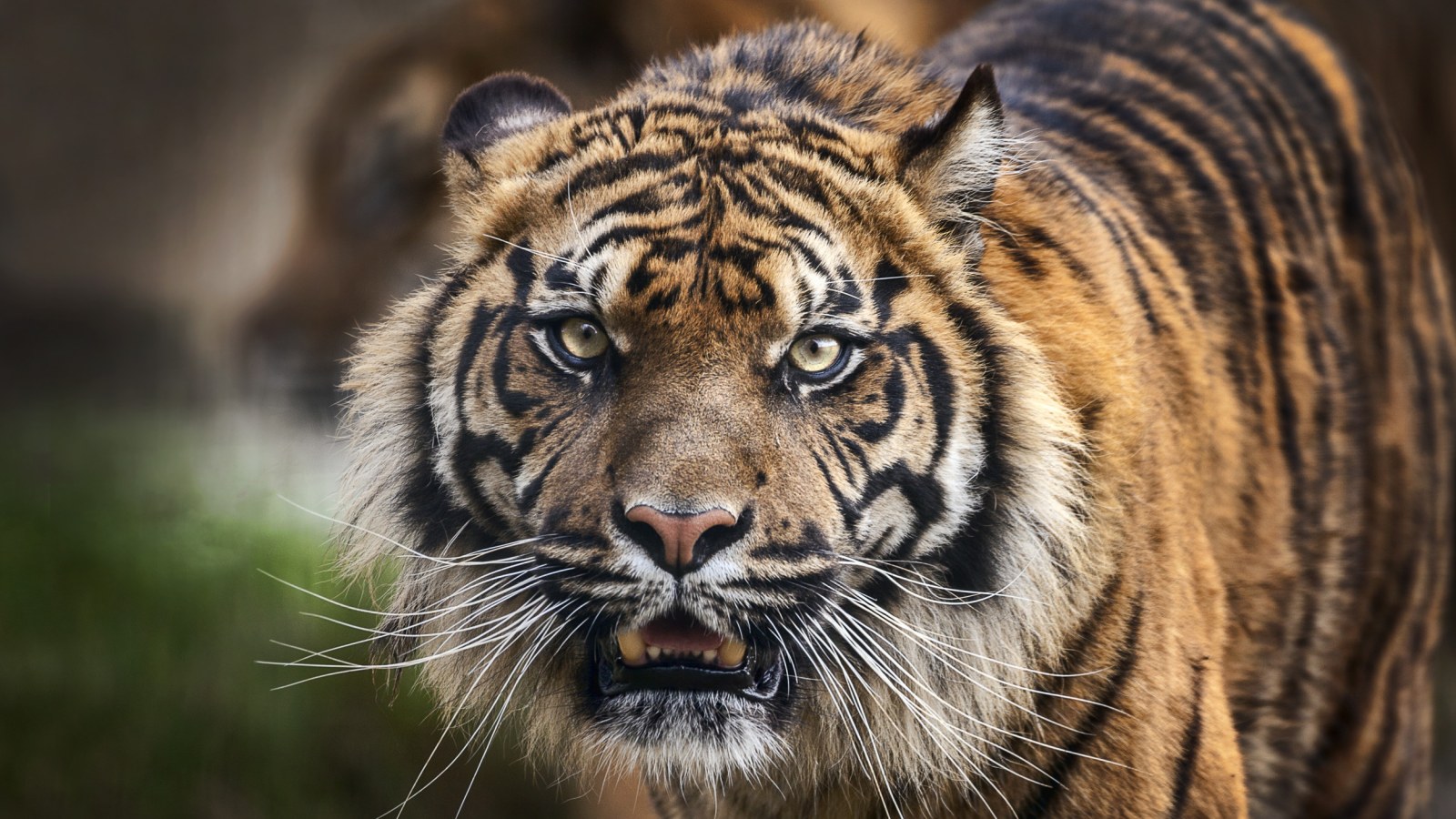 Bengal Tiger Attacks 3 Zookeepers After Faulty Door Left Them in Enclosure With 400lb Male