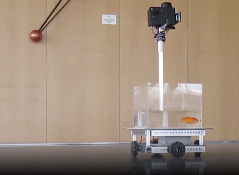 Goldfish operating a Fish Operated Vehicle