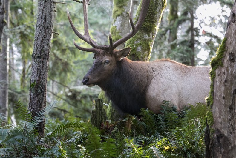 Washington Elk