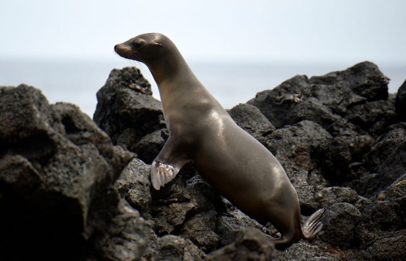Sea lion on rocks